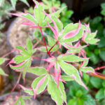 Acer Palmatum 'Ori Zuro Momuhu' - Érable du Japon