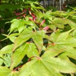 Acer palmatum 'Osakazuki' - Érable du Japon