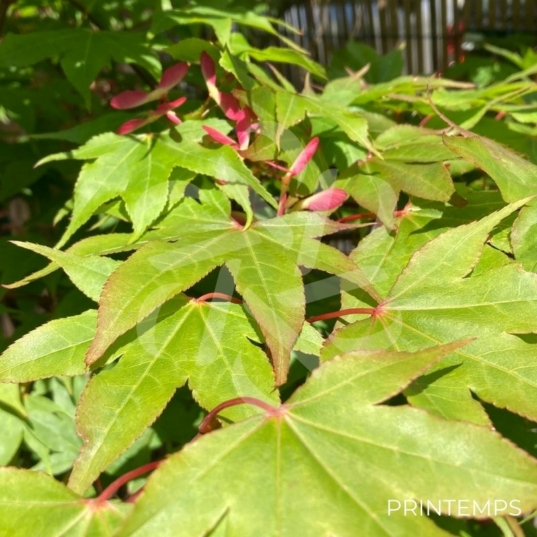 Acer palmatum 'Osakazuki' - Érable du Japon