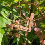 Acer palmatum 'Osakazuki' - Érable du Japon