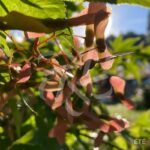 Acer palmatum 'Osakazuki' - Érable du Japon