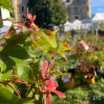 Acer palmatum 'Osakazuki' - Érable du Japon