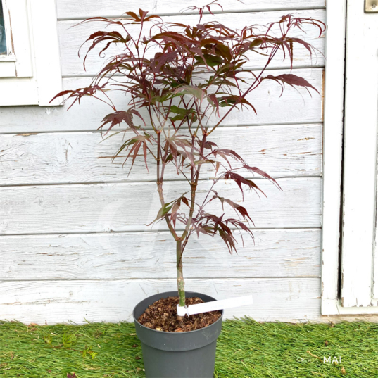 Acer palmatum 'Péve Dave' - Érable du Japon