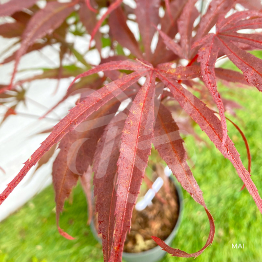 Acer palmatum 'Péve Dave' - Érable du Japon