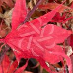 Acer palmatum 'Péve Dave' - Érable du Japon