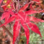 Acer palmatum 'Péve Dave' - Érable du Japon