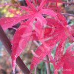 Acer palmatum 'Péve Dave' - Érable du Japon