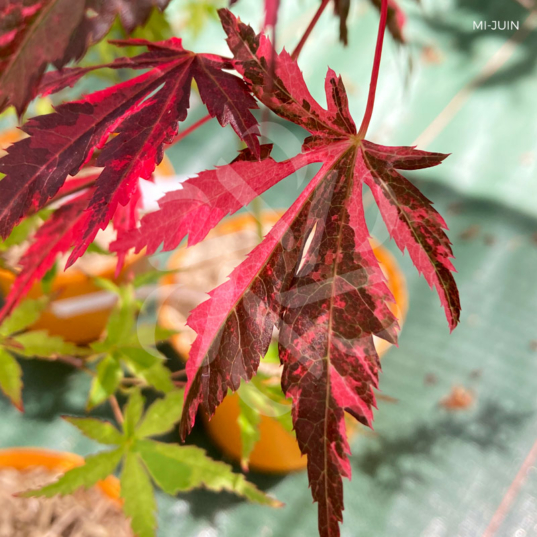 Acer Palmatum 'Rainbow' - Érable du Japon