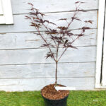 Acer palmatum 'Emperor 1' - Érable du Japon