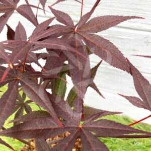 Acer palmatum 'Emperor 1' - Érable du Japon