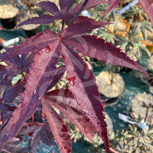 Acer palmatum 'Emperor 1' - Érable du Japon