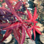 Acer palmatum 'Emperor 1' - Érable du Japon