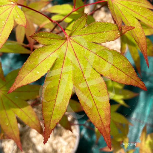 Acer palmatum 'Sainan-in-beni' - Érable du Japon