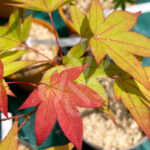 Acer palmatum 'Sainan-in-beni' - Érable du Japon