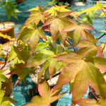 Acer palmatum 'Sainan-in-beni' - Érable du Japon