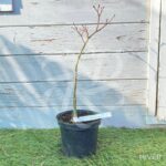 Acer palmatum 'Sainan-in-beni' - Érable du Japon