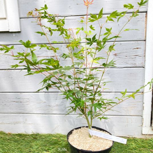 Acer palmatum 'Sango Kaku' - Érable du Japon