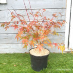 Acer palmatum 'Sango Kaku' - Érable du Japon