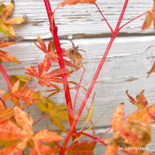 Acer palmatum 'Sango Kaku' - Érable du Japon