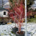Acer palmatum 'Sango Kaku' - Érable du Japon