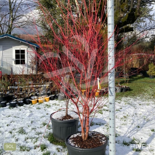 Acer palmatum 'Sango Kaku' - Érable du Japon