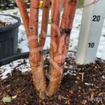 Acer palmatum 'Sango Kaku' - Érable du Japon