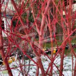 Acer palmatum 'Sango Kaku' - Érable du Japon