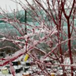 Acer palmatum 'Sango Kaku' - Érable du Japon