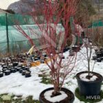 Acer palmatum 'Sango Kaku' - Érable du Japon
