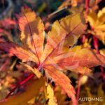 Acer palmatum 'Sango Kaku' - Érable du Japon