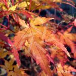 Acer palmatum 'Sango Kaku' - Érable du Japon
