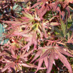 Acer palmatum Shaina - Érable du Japon