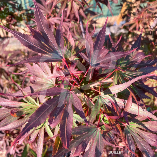 Acer palmatum Shaina - Érable du Japon