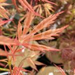 Acer Palmatum 'Shi En' - Érable du Japon