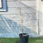 Acer Palmatum 'Shi En' - Érable du Japon