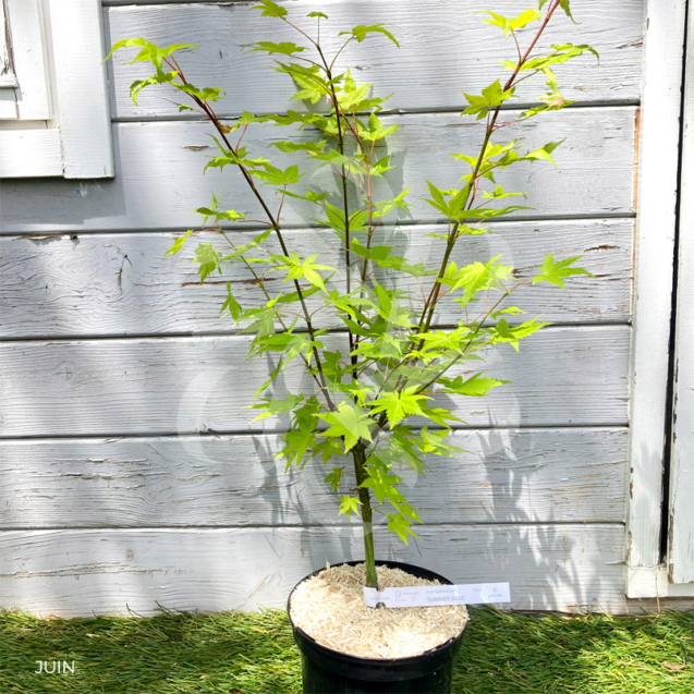 Acer palmatum 'Summer Gold' - Érable du Japon