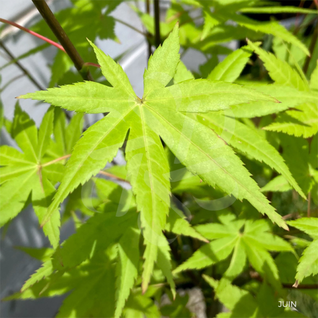 Acer palmatum 'Summer Gold' - Érable du Japon