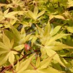 Acer palmatum 'Summer Gold' - Érable du Japon