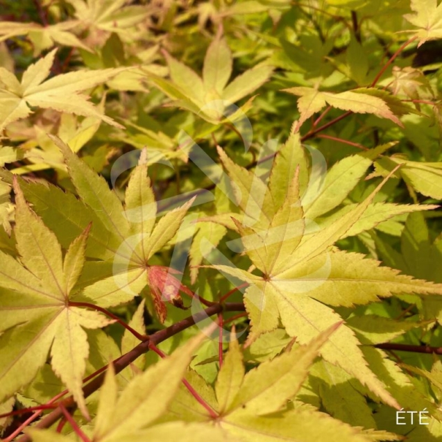 Acer palmatum 'Summer Gold' - Érable du Japon
