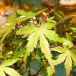 Acer palmatum 'Suzu Kaze' - Érable du Japon