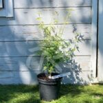 Acer palmatum 'Suzu Kaze' - Érable du Japon