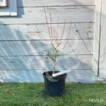 Acer palmatum 'Suzu Kaze' - Érable du Japon