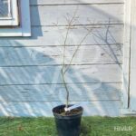 Acer palmatum 'Yuzen Momiji' - Érable du Japon