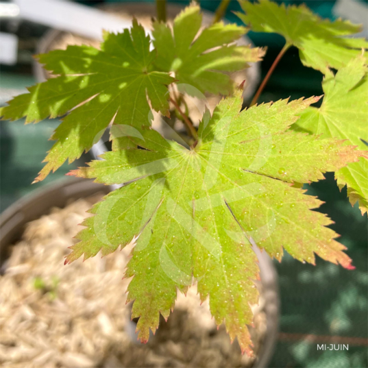 Acer pseudosieboldianum 'F Nakai' - Érable du Japon