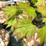 Acer pseudosieboldianum 'F Nakai' - Érable du Japon