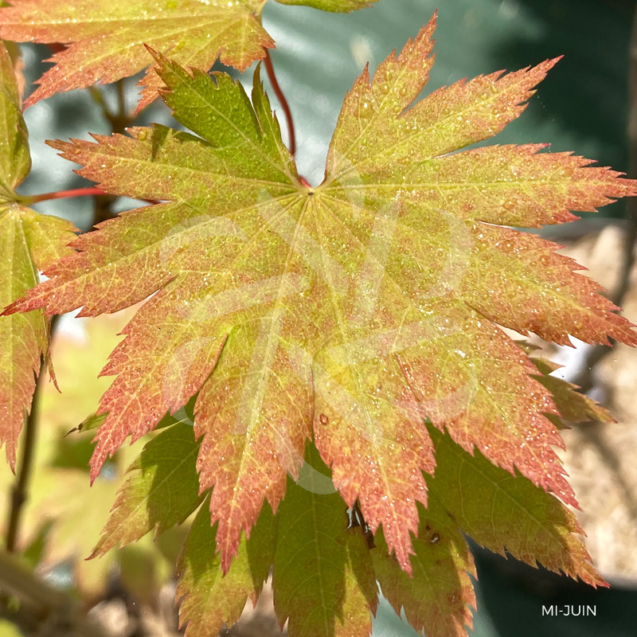 Acer sieboldianum 'Ayae Gasa' - Érable du Japon