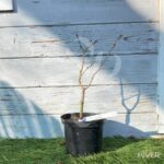 Acer sieboldianum 'Ayae Gasa' - Érable du Japon