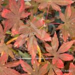 Acer palmatum 'Britta's Best' - Érable du Japon