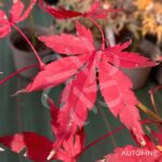 Acer palmatum 'Britta's Best' - Érable du Japon