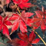 Acer palmatum 'Britta's Best' - Érable du Japon